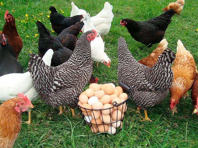 Содержание кур и уход за ними | ЗооТом - продажа, вязка и услуги для животных в Мытищах