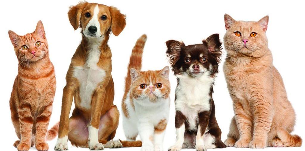 Доска объявлений о животных | ЗооТом - продажа, вязка и услуги для животных в Мытищах