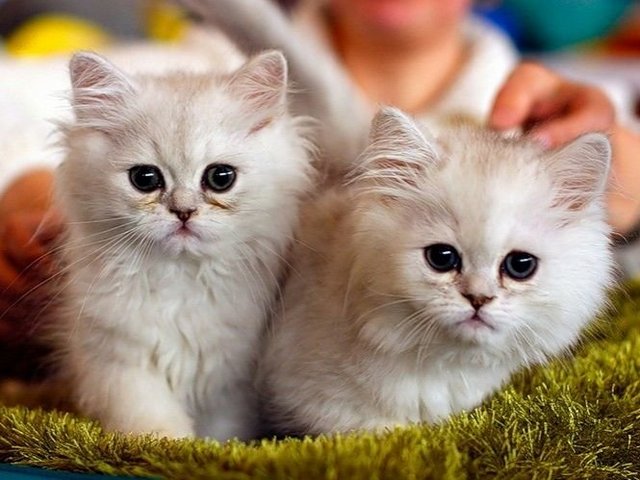 Породы кошек в Мытищах | ЗооТом портал о животных