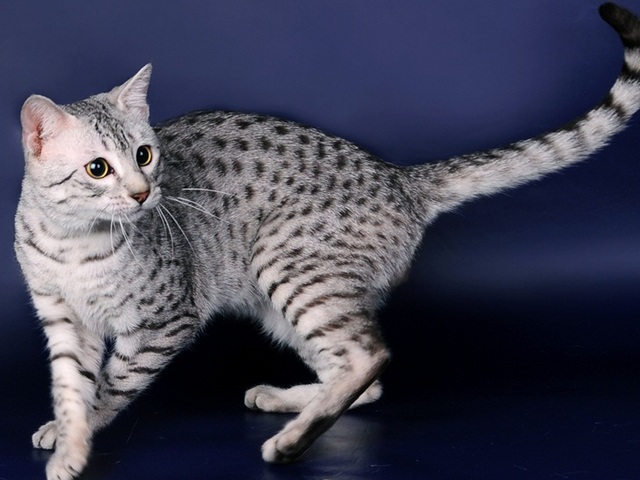 Породы кошек в Мытищах | ЗооТом портал о животных