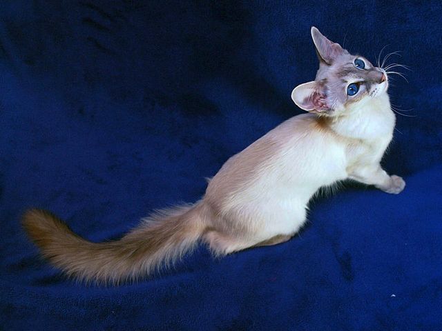 Выведенные породы кошек в Мытищах | ЗооТом портал о животных