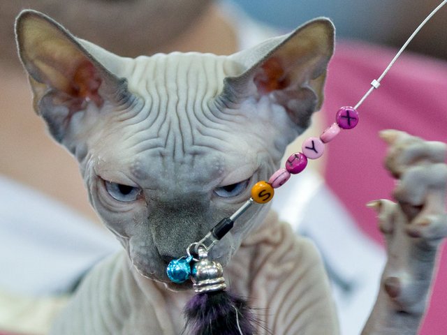 Выставки кошек в Мытищах | ЗооТом портал о животных