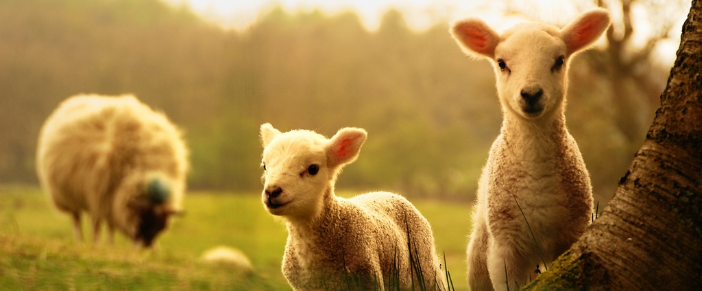 Объявления о сельскохозяйственных животных | ЗооТом - продажа, вязка и услуги для животных в Мытищах