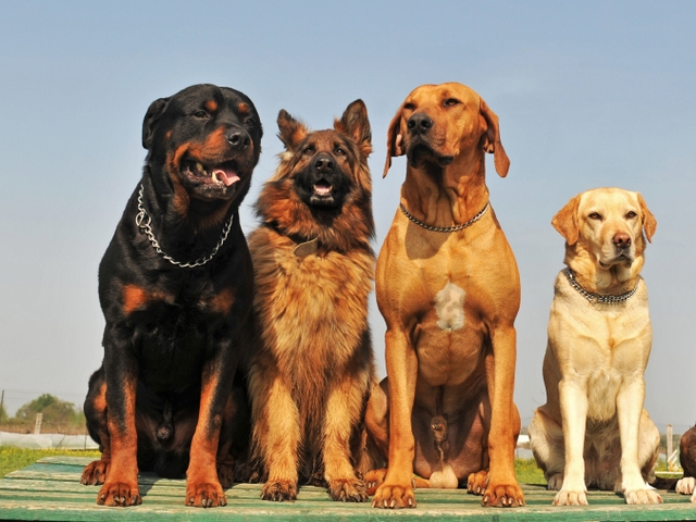 Крупные породы собак в Мытищах | ЗооТом портал о животных