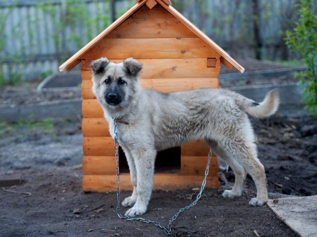 Все о собаках в Мытищах Все о собаках в Мытищах